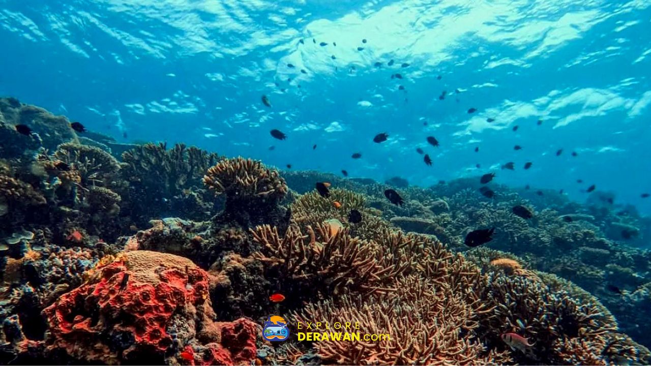 Taman Laut Derawan