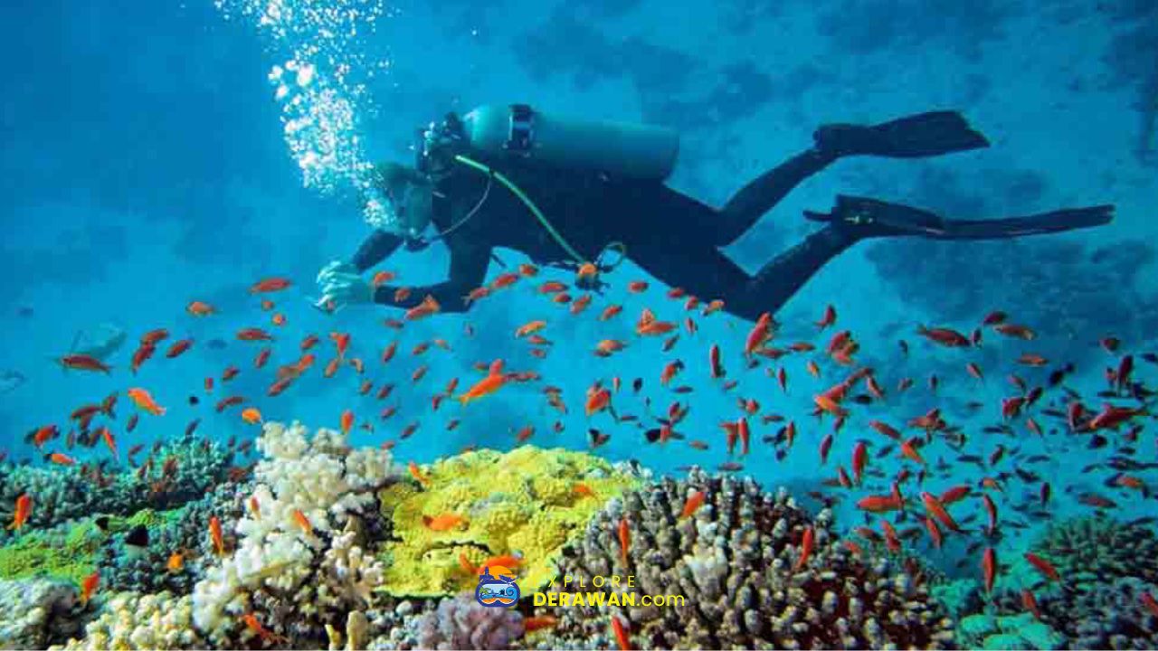 Spot Diving Sangalaki Island