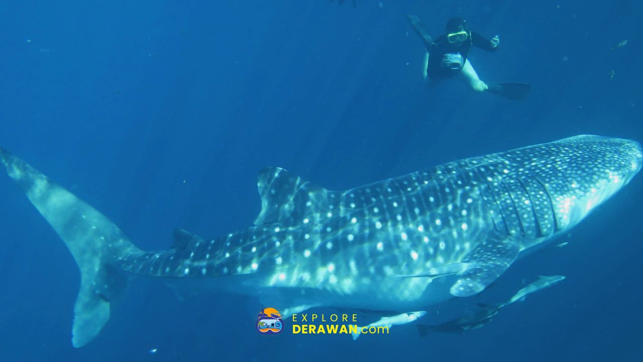 Whaleshark Talisayan