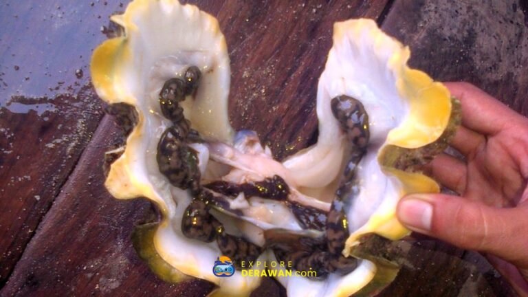 Ke Rang Simak Simak Panduan Wisata Derawan: Informasi, Destinasi, Tips, Rute dan ...