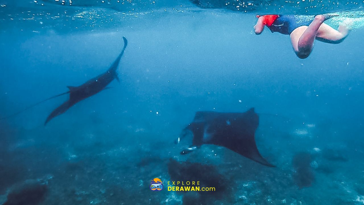 Manta Point Sangalaki