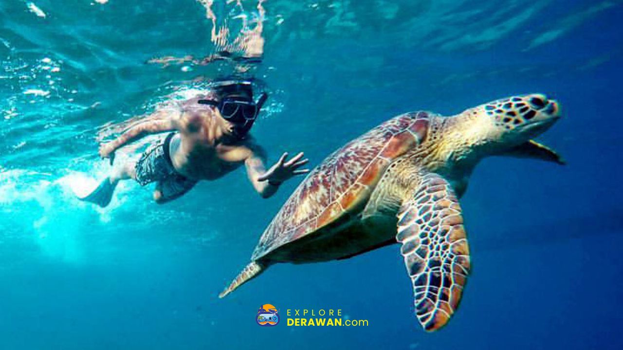 Berenang bersama Penyu di Pulau Derawan