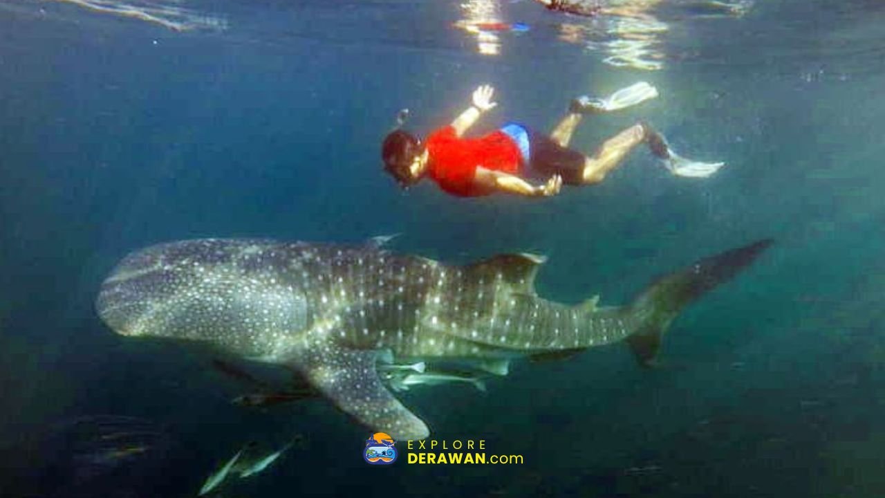 Wisata Hiu Paus Derawan
