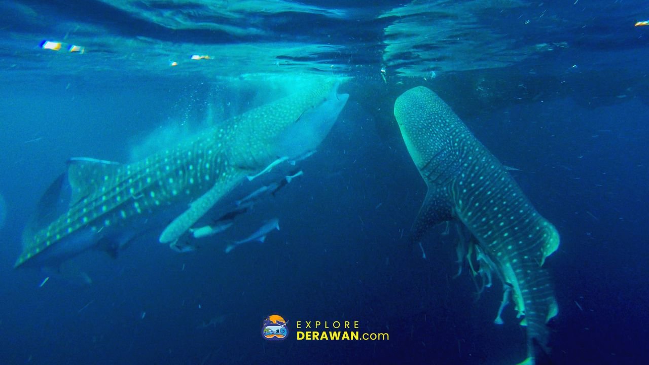 snorkeling bersama whale shark