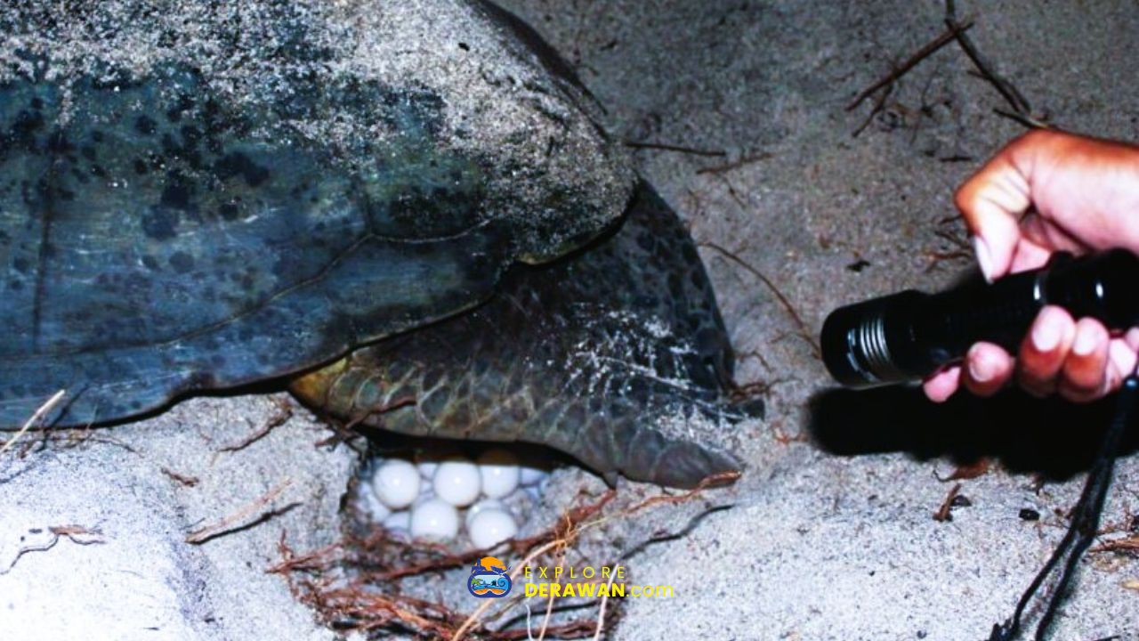 Penyu bertelur di tepi pantai Pulau Derawan