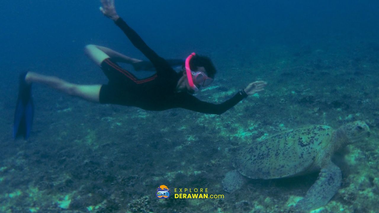 snorkeling bersama penyu