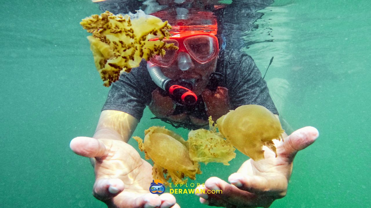 Berenang bersama ubur-ubur